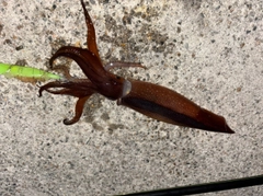 スルメイカの釣果