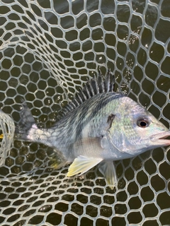 キビレの釣果