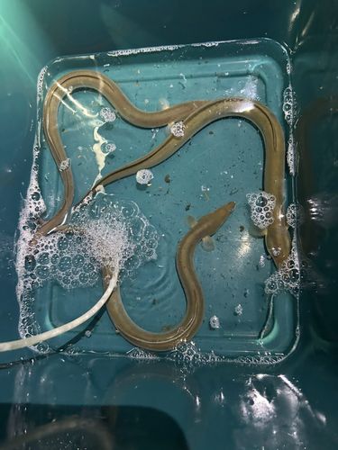 ウナギの釣果