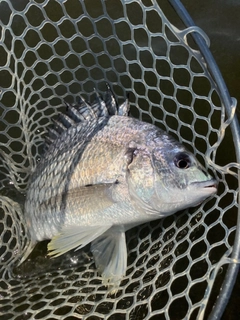 キビレの釣果