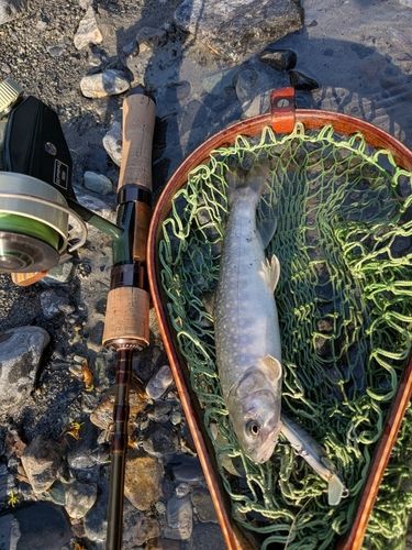 イワナの釣果
