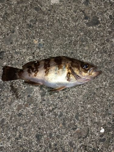 メバルの釣果