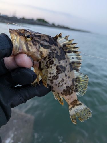 タケノコメバルの釣果