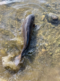 コイの釣果
