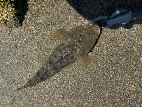 コチの釣果
