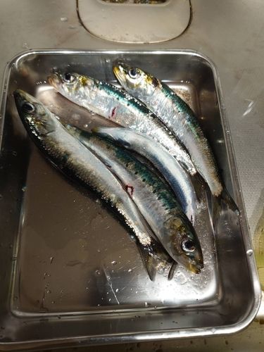 マイワシの釣果