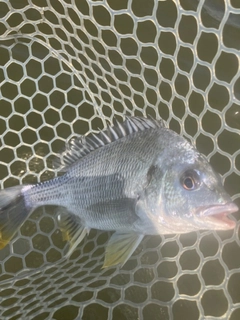 キビレの釣果