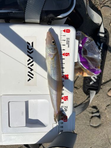 シロギスの釣果