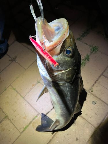 シーバスの釣果