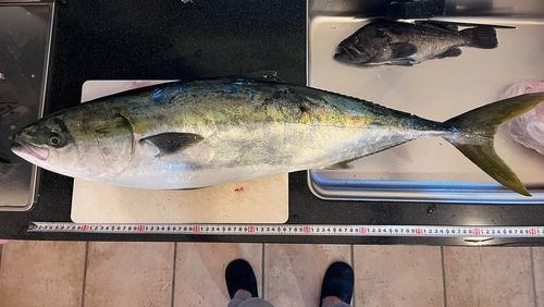 ブリの釣果
