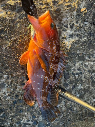 キジハタの釣果