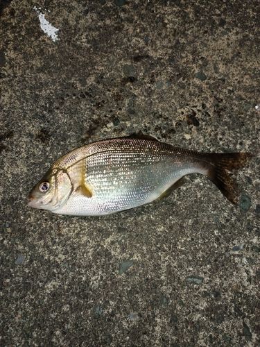ウミタナゴの釣果