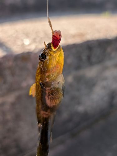 ヌマチチブの釣果