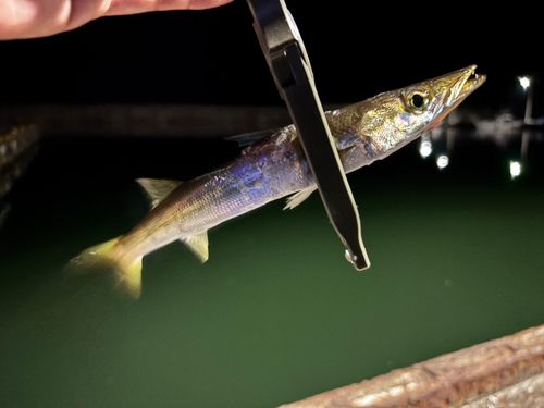 カマスの釣果