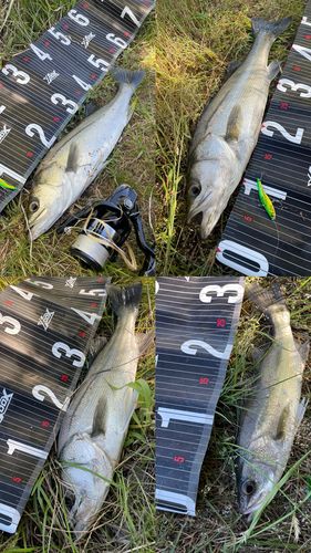 シーバスの釣果