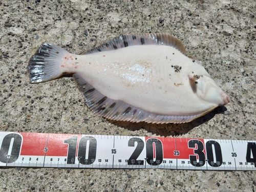 クロガシラガレイの釣果