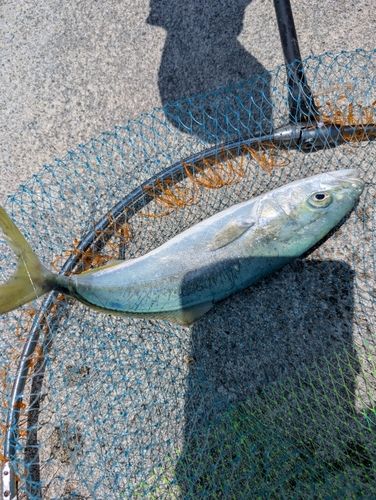 ツバイソの釣果