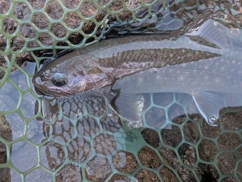 イワナの釣果