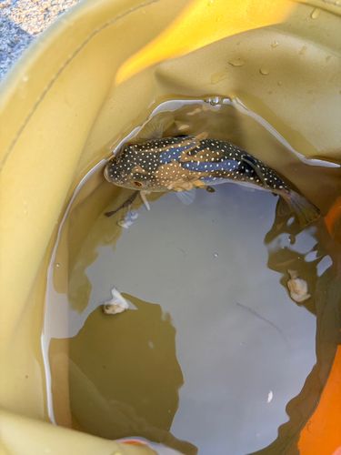 クサフグの釣果