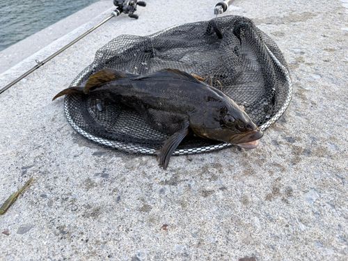 アブラコの釣果