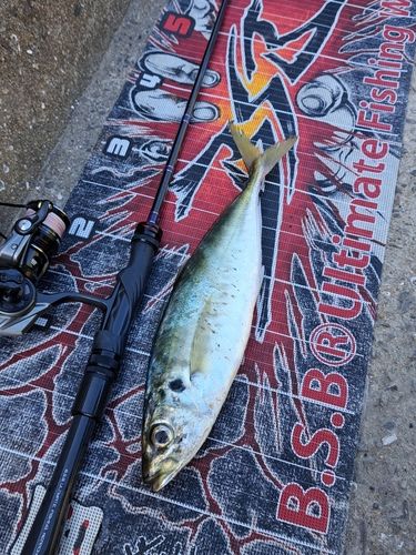 マルアジの釣果