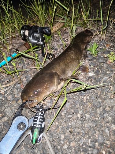 ナマズの釣果
