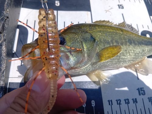 ラージマウスバスの釣果