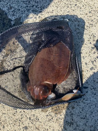 モンゴウイカの釣果