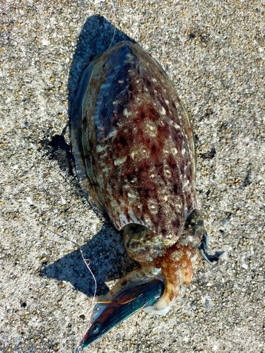 モンゴイカの釣果