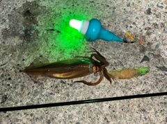 スルメイカの釣果