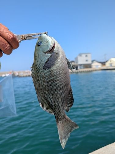 グレの釣果