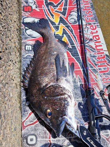 チヌの釣果