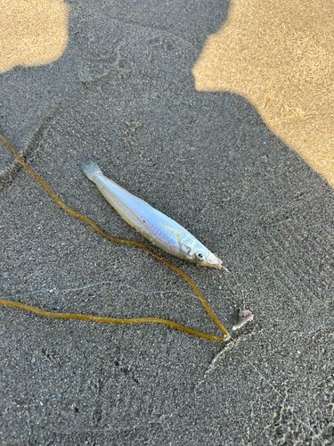 キスの釣果