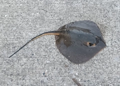 アカエイの釣果
