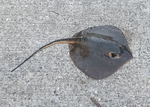 アカエイの釣果