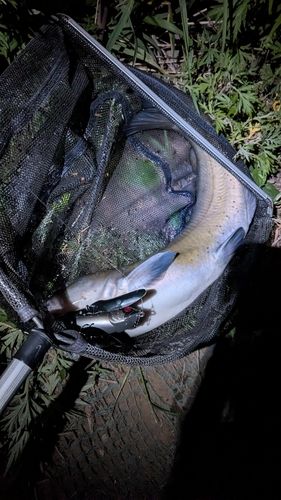 ナマズの釣果