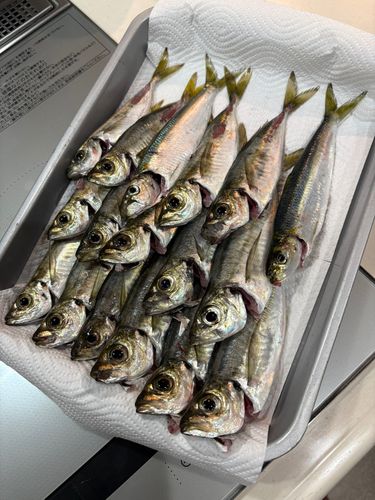 釣果