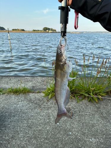 アメリカナマズの釣果