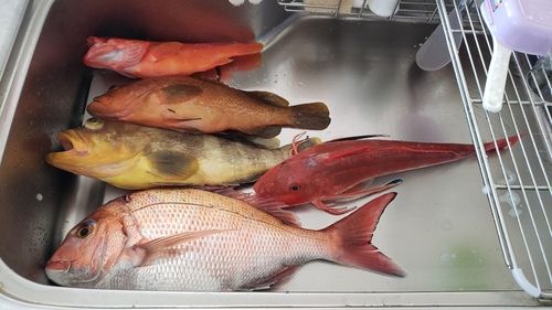 マダイの釣果