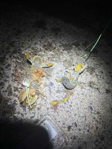 シャコの釣果