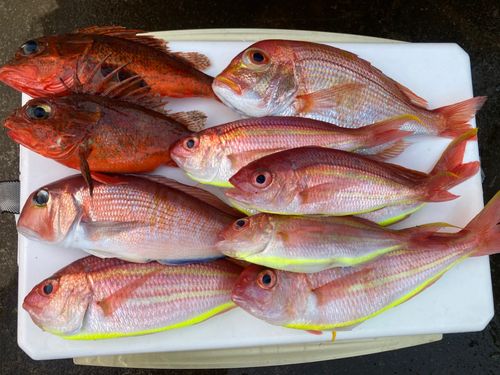 アマダイの釣果