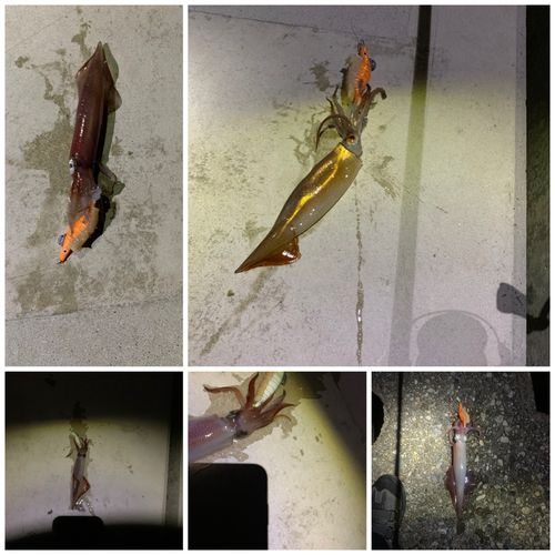 イカの釣果