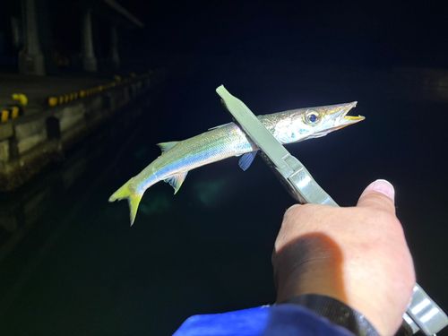 カマスの釣果