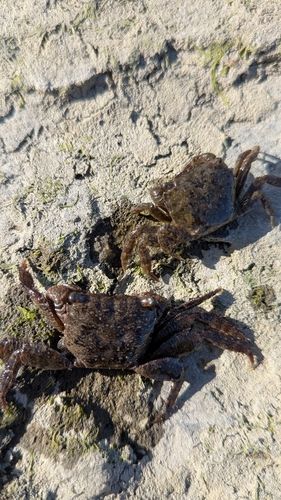 カニの釣果