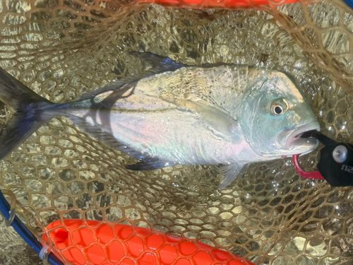 カスミアジの釣果