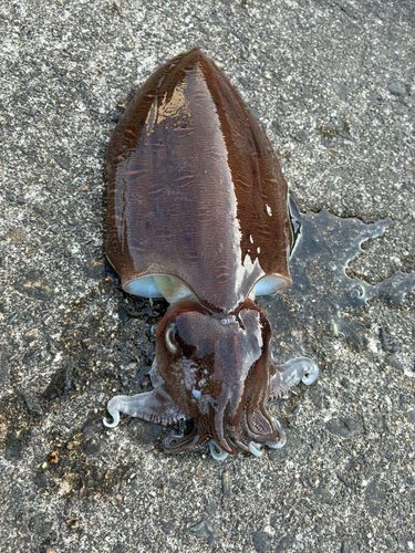 コウイカの釣果
