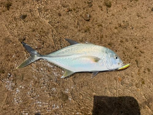 オニヒラアジの釣果