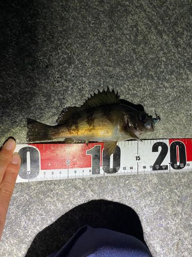 メバルの釣果
