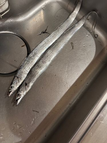 タチウオの釣果