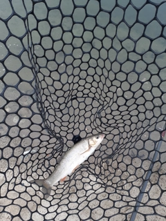 ウグイの釣果